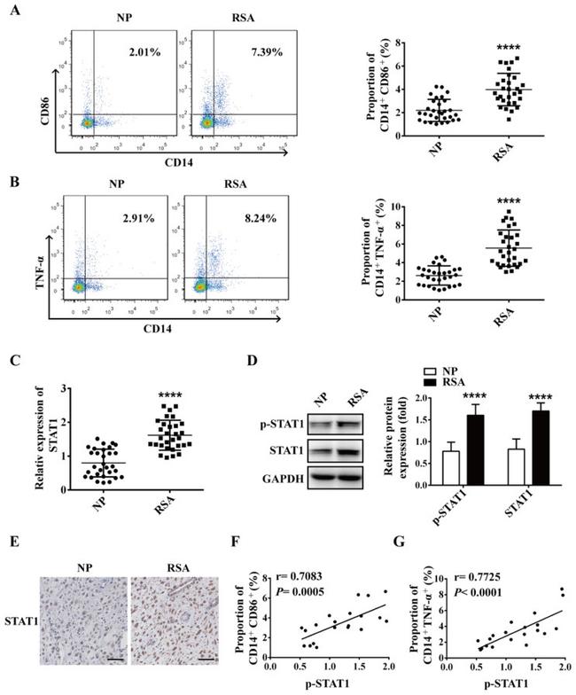 CD86 (B7-2) Antibody in Flow Cytometry (Flow)