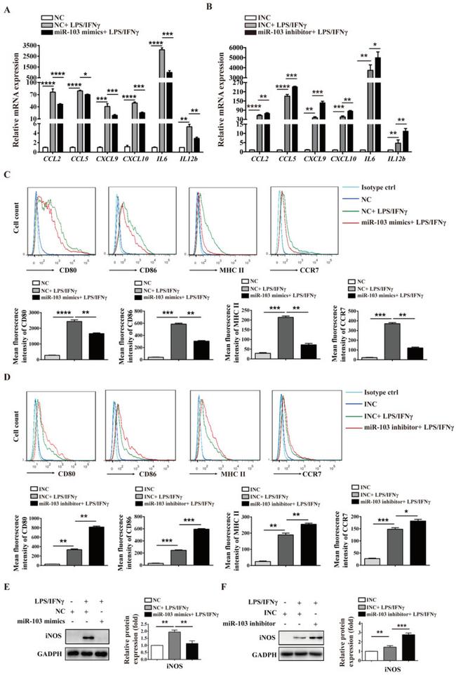 MHC Class II (I-A/I-E) Antibody in Flow Cytometry (Flow)