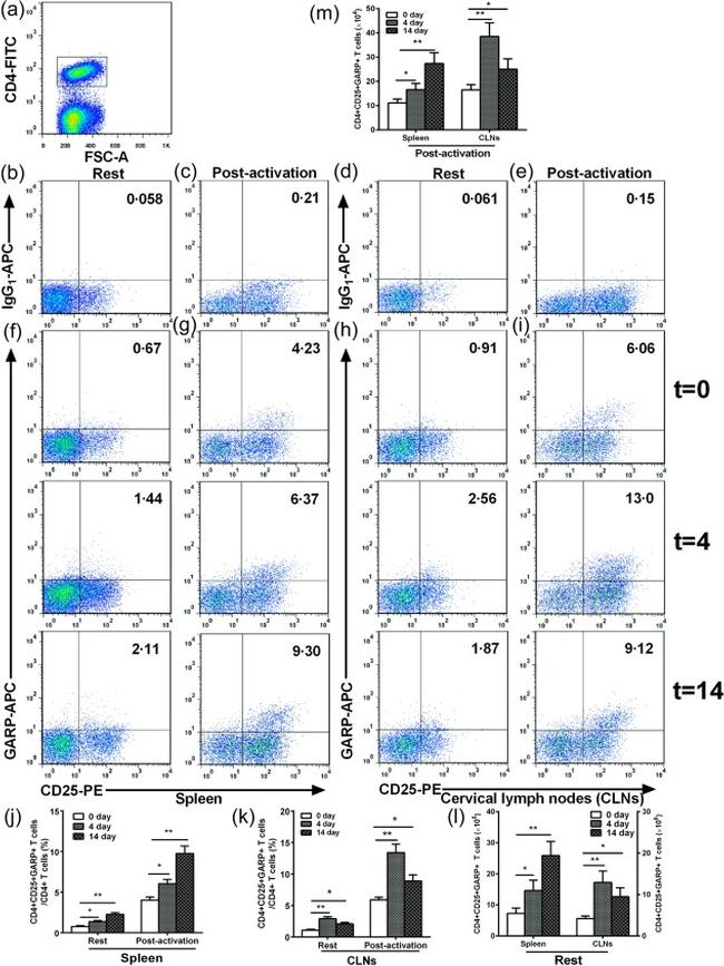 GARP Antibody in Flow Cytometry (Flow)