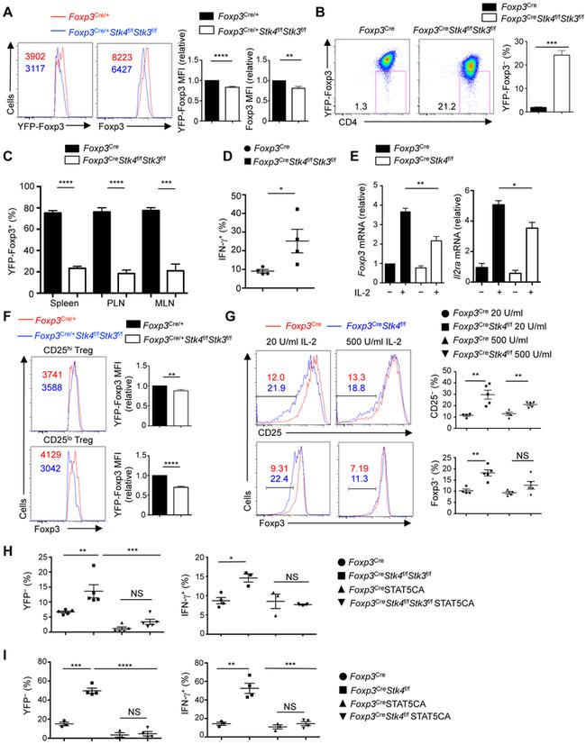 FOXP3 Antibody in Flow Cytometry (Flow)