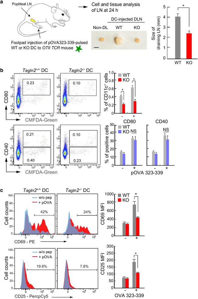 CD69 Antibody in Flow Cytometry (Flow)