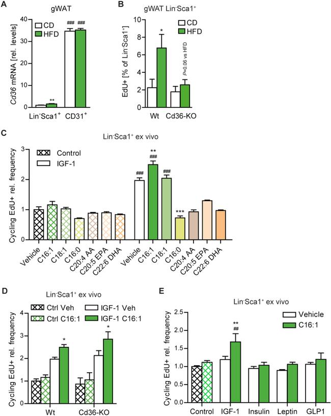 CD29 (Integrin beta 1) Antibody in Flow Cytometry (Flow)