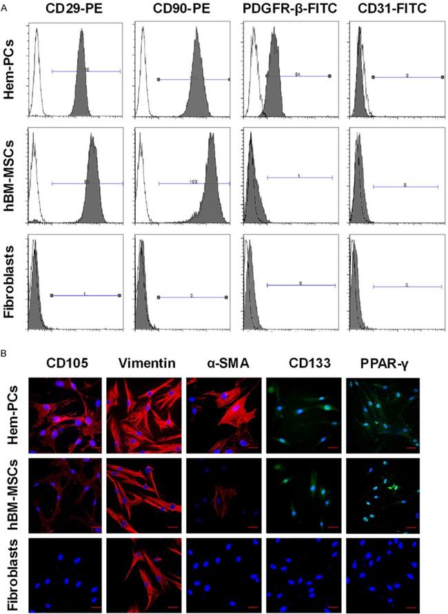 CD90 (Thy-1) Antibody in Flow Cytometry (Flow)