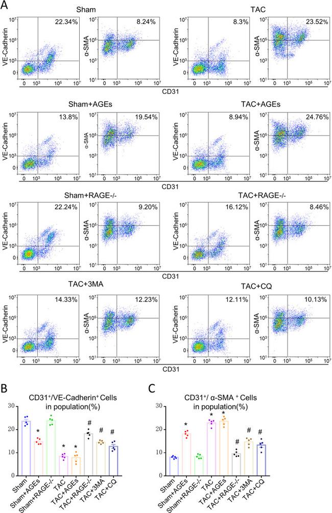 CD144 (VE-cadherin) Antibody in Flow Cytometry (Flow)