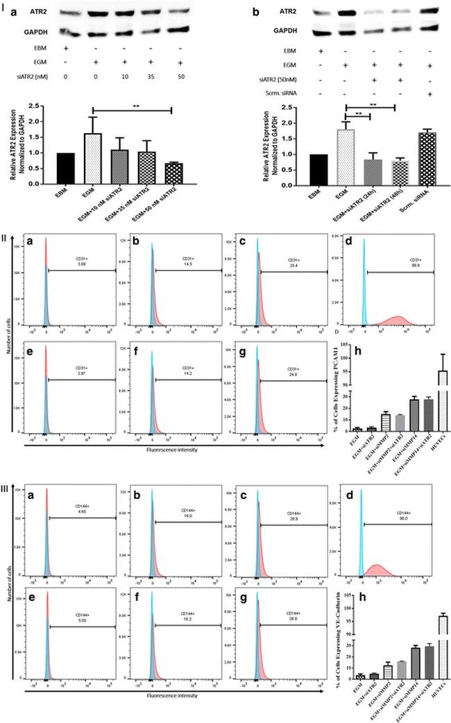 CD31 (PECAM-1) Antibody in Flow Cytometry (Flow)