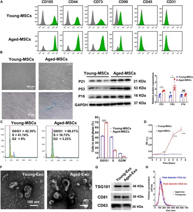 CD105 (Endoglin) Antibody in Flow Cytometry (Flow)