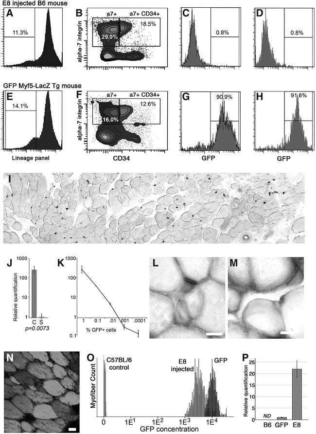 CD34 Antibody in Flow Cytometry (Flow)