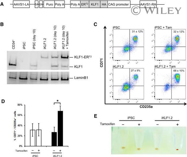 CD71 (Transferrin Receptor) Antibody in Flow Cytometry (Flow)