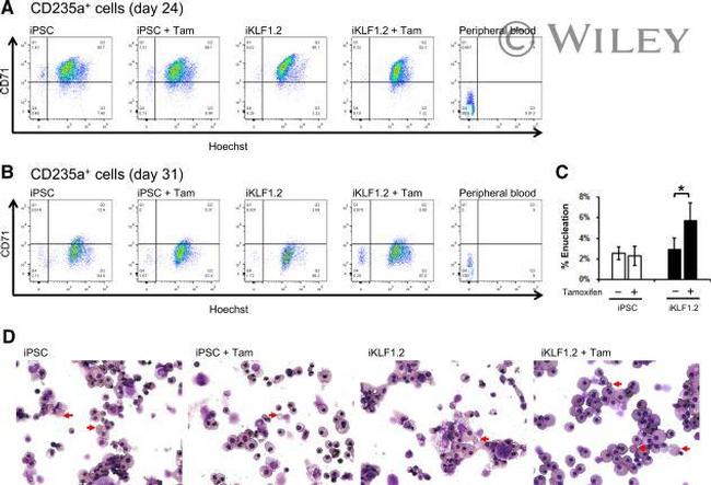 CD71 (Transferrin Receptor) Antibody in Flow Cytometry (Flow)