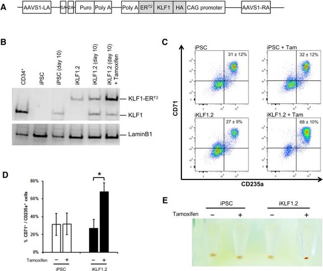 CD71 (Transferrin Receptor) Antibody in Flow Cytometry (Flow)