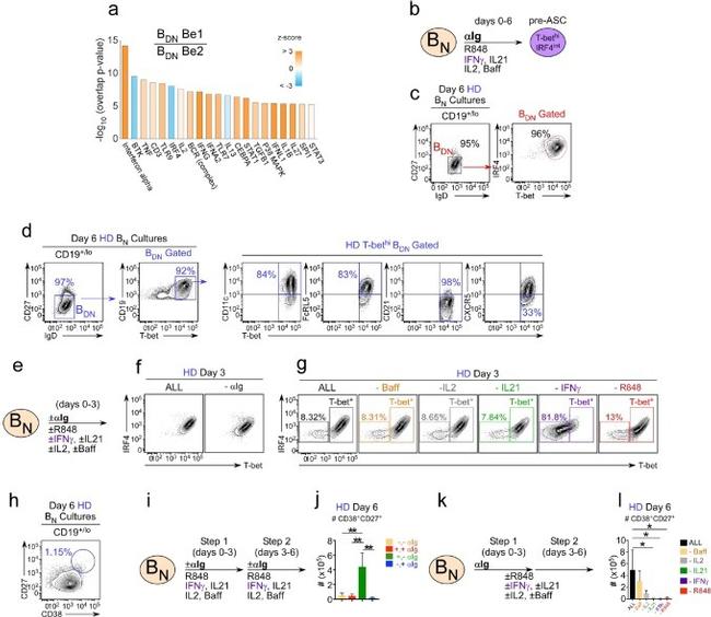 CD38 Antibody in Flow Cytometry (Flow)