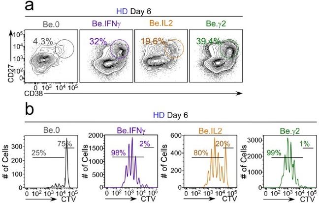 CD38 Antibody in Flow Cytometry (Flow)