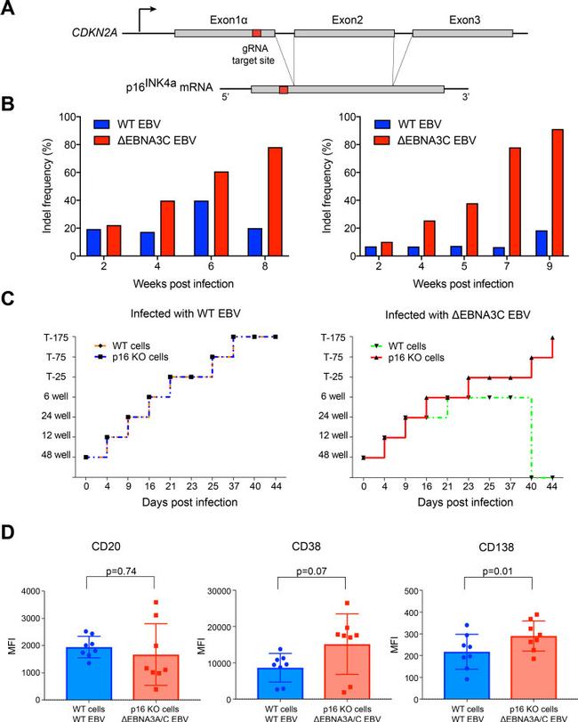 CD138 (Syndecan-1) Antibody in Flow Cytometry (Flow)