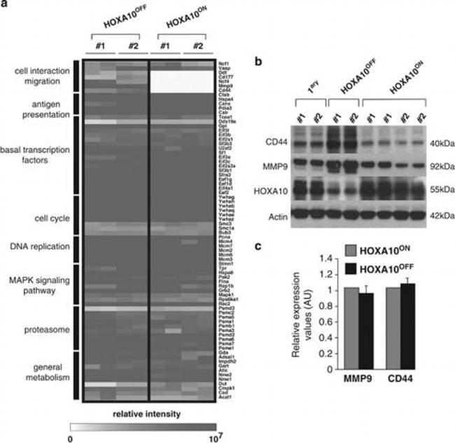 CD44 Antibody in Western Blot (WB)