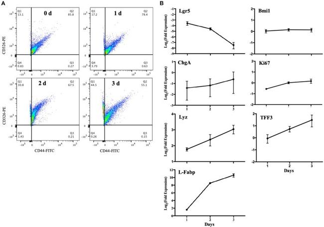 CD44 Antibody in Flow Cytometry (Flow)