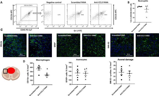 CD45 Antibody in Flow Cytometry (Flow)