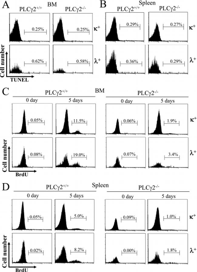 CD45R (B220) Antibody in Flow Cytometry (Flow)