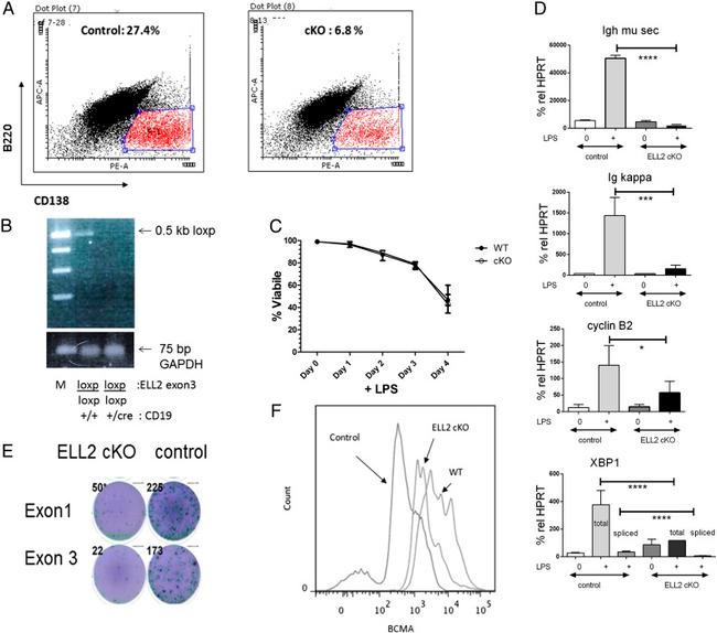 CD45R (B220) Antibody in Flow Cytometry (Flow)