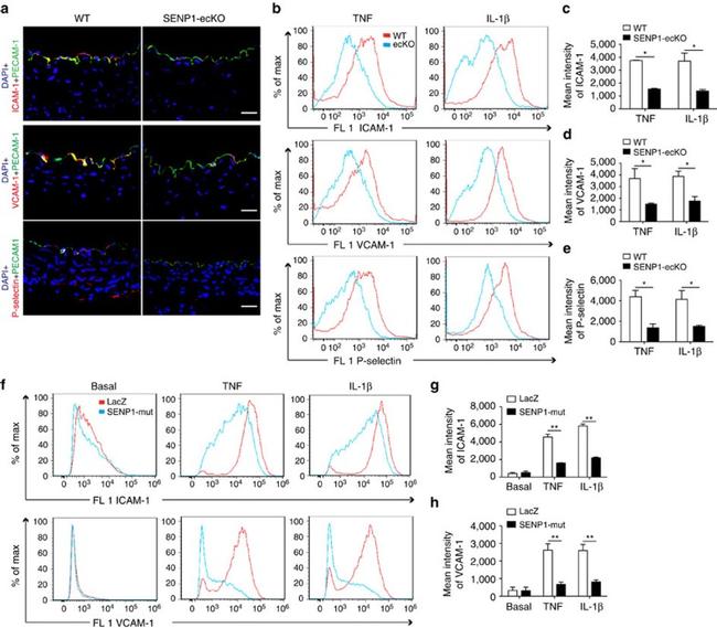 CD54 (ICAM-1) Antibody in Flow Cytometry (Flow)