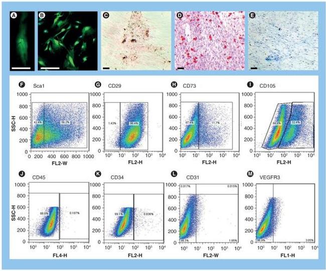 CD105 (Endoglin) Antibody in Flow Cytometry (Flow)