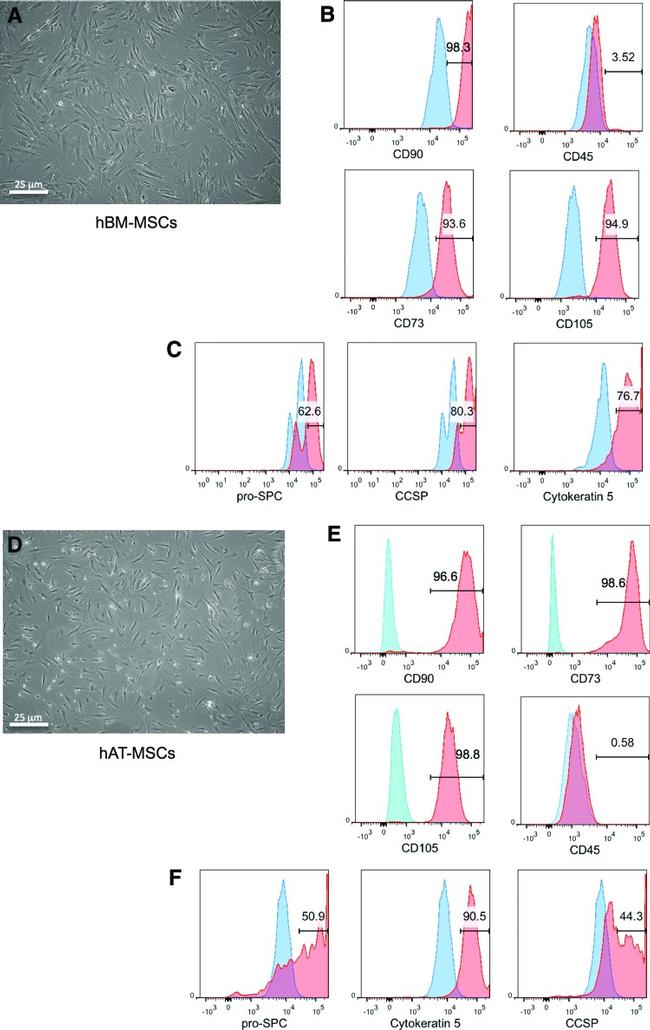 CD105 (Endoglin) Antibody in Flow Cytometry (Flow)