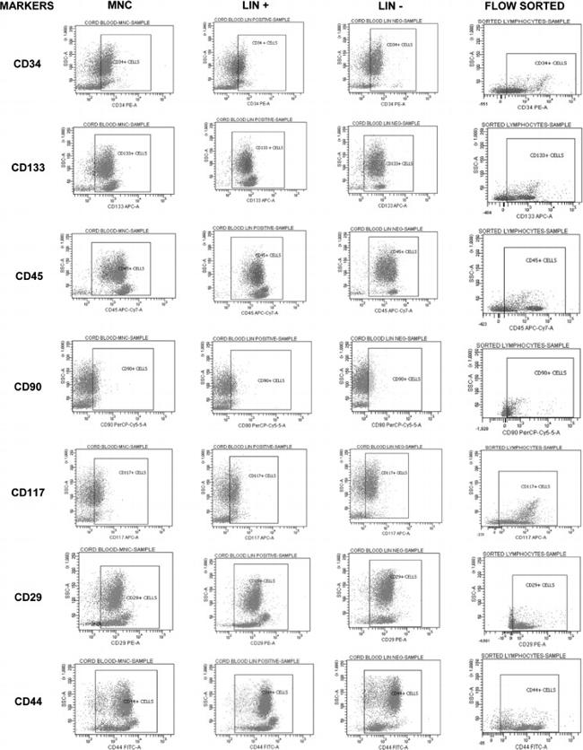 CD90 (Thy-1) Antibody in Flow Cytometry (Flow)