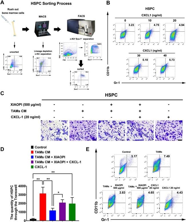 Ly-6A/E (Sca-1) Antibody in Flow Cytometry (Flow)