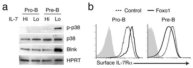 CD127 Antibody in Flow Cytometry (Flow)