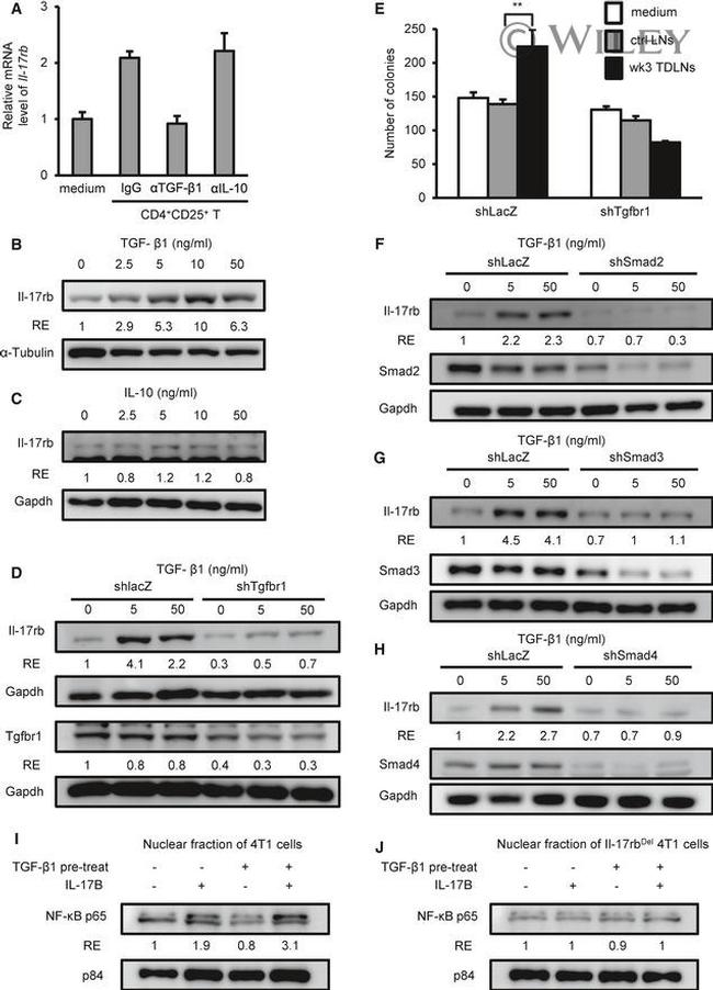 IL-10 Antibody in Neutralization (Neu)