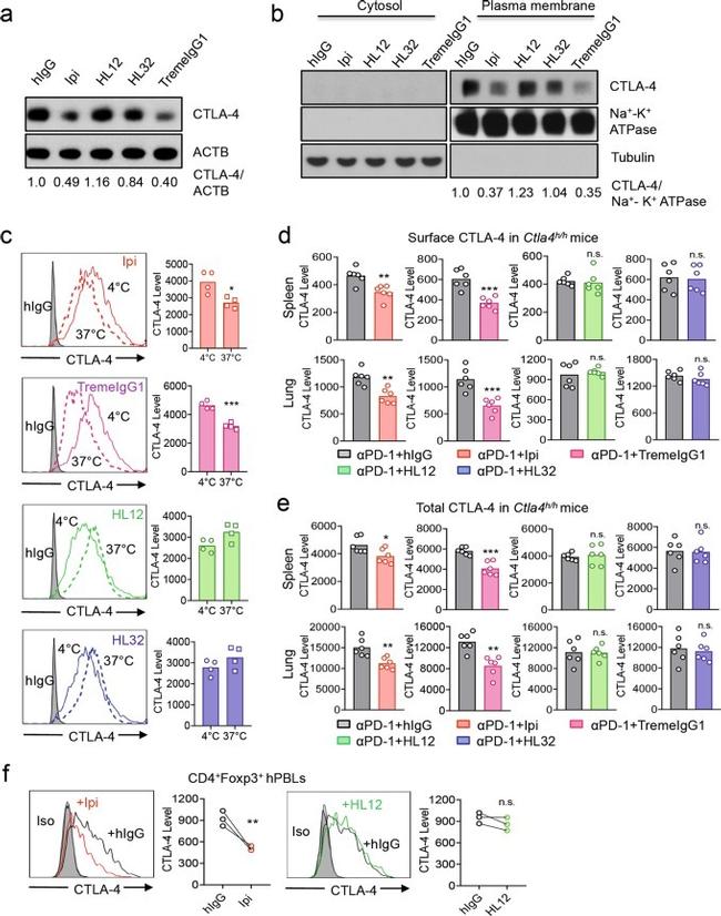 FOXP3 Antibody in Flow Cytometry (Flow)