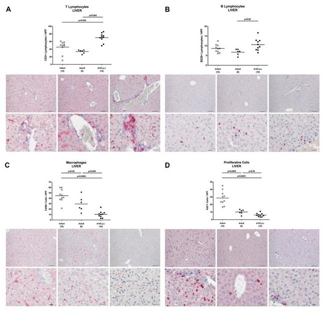 F4/80 Antibody in Immunohistochemistry (IHC)