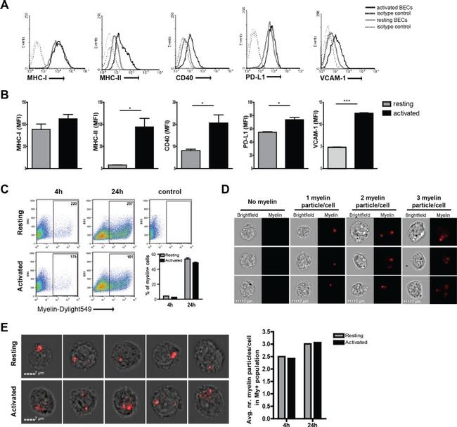 MHC Class II (I-A/I-E) Antibody in Flow Cytometry (Flow)