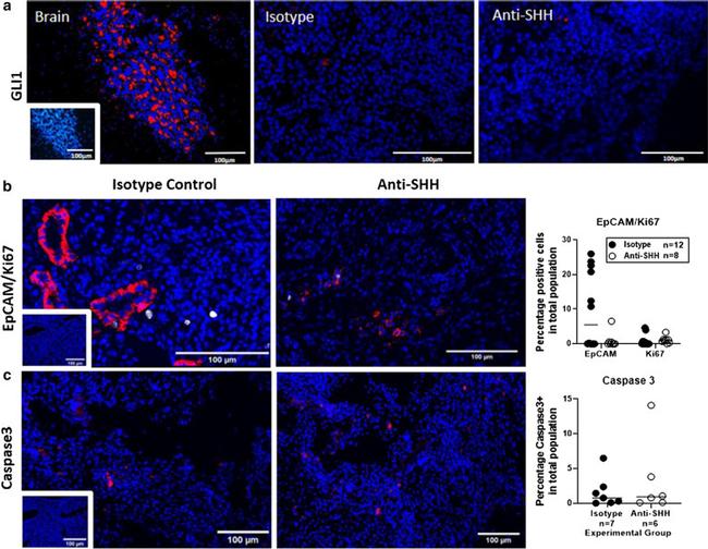 Ki-67 Antibody in Immunocytochemistry (ICC/IF)