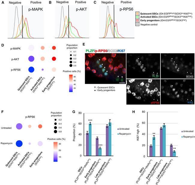 Ki-67 Antibody in Immunocytochemistry, Flow Cytometry (ICC/IF, Flow)