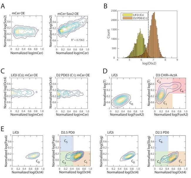 SOX2 Antibody in Flow Cytometry (Flow)