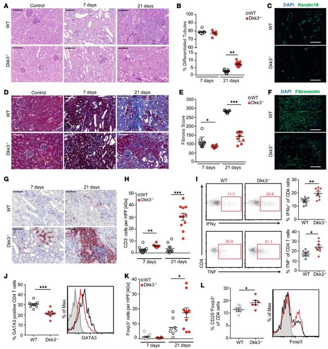 FOXP3 Antibody in Immunohistochemistry, Flow Cytometry (IHC, Flow)