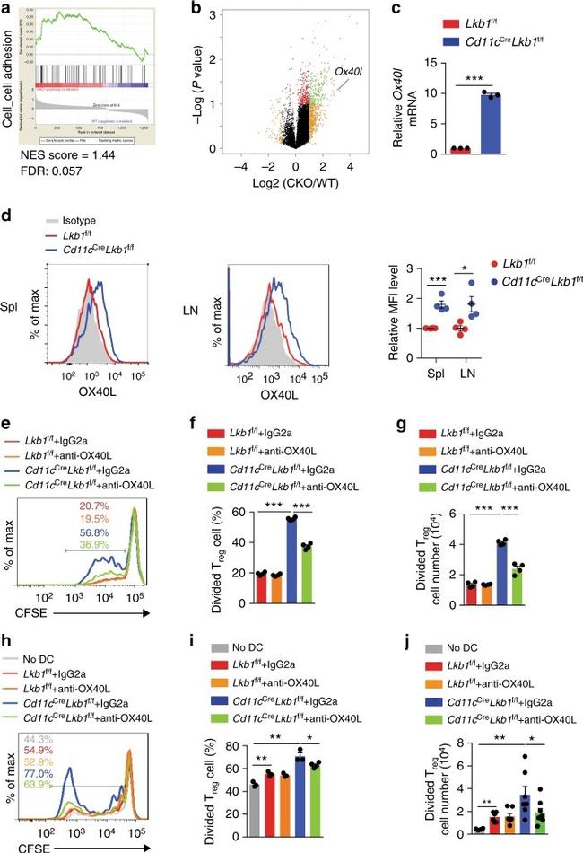 FOXP3 Antibody in Flow Cytometry (Flow)