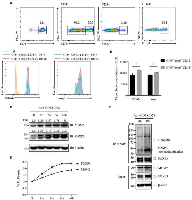 FOXP3 Antibody in Flow Cytometry (Flow)