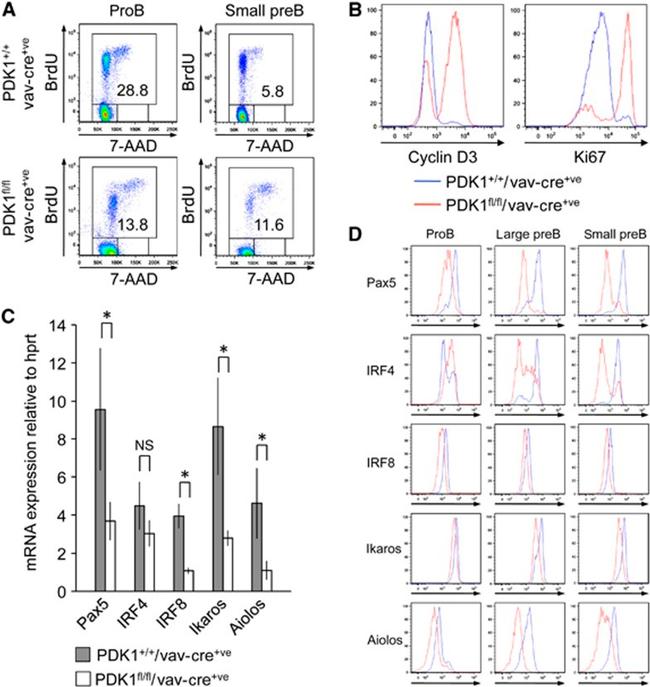 PAX5 Antibody in Flow Cytometry (Flow)