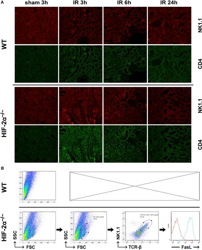 NK1.1 Antibody in Flow Cytometry (Flow)