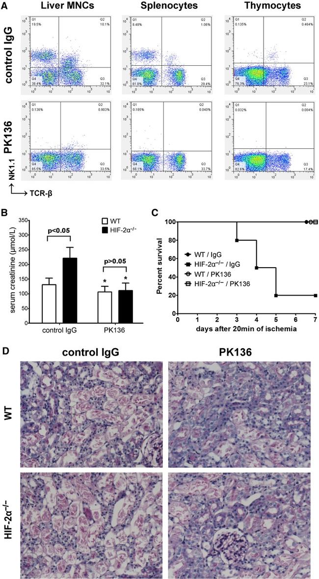 NK1.1 Antibody in Flow Cytometry (Flow)