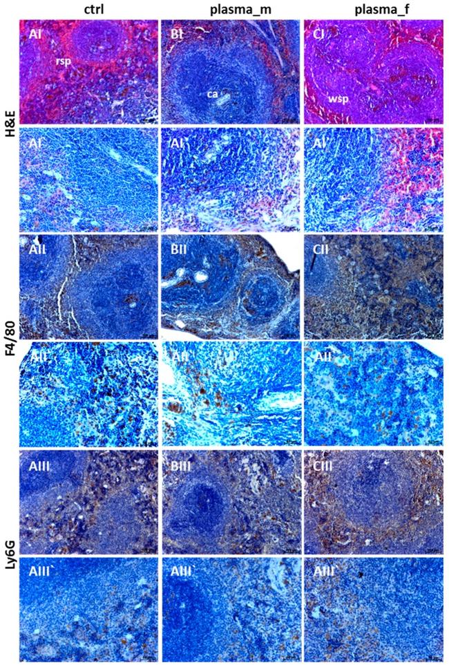 F4/80 Antibody in Immunohistochemistry (IHC)