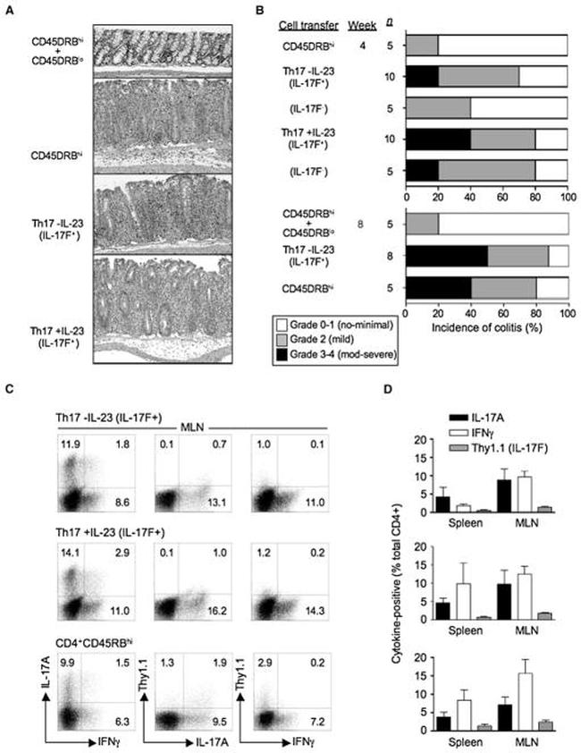 IL-17F Antibody in Flow Cytometry (Flow)