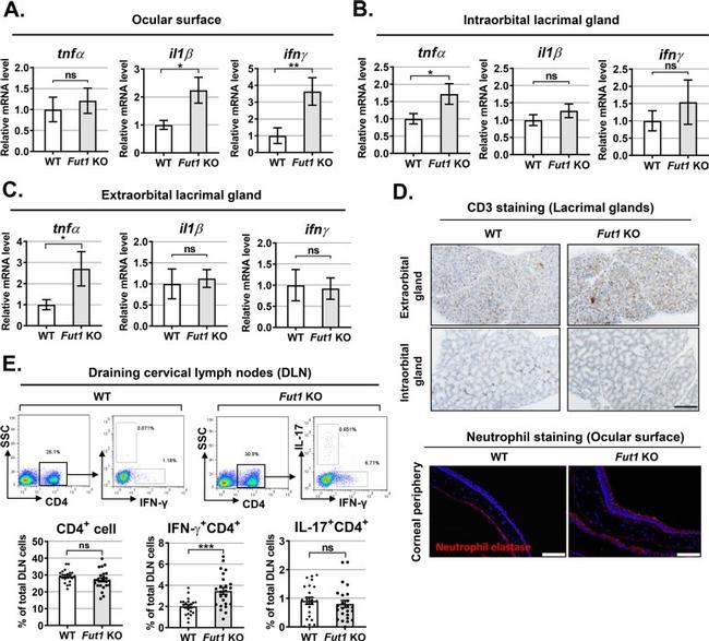 IL-17A Antibody in Flow Cytometry (Flow)