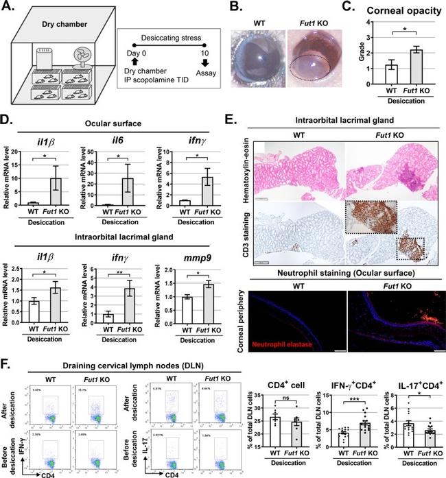 IL-17A Antibody in Flow Cytometry (Flow)