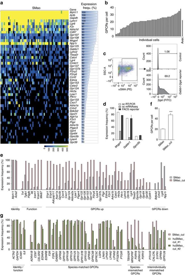 Alpha-Smooth Muscle Actin Antibody in Flow Cytometry (Flow)