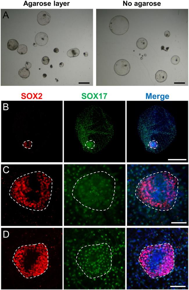 SOX2 Antibody in Immunocytochemistry (ICC/IF)