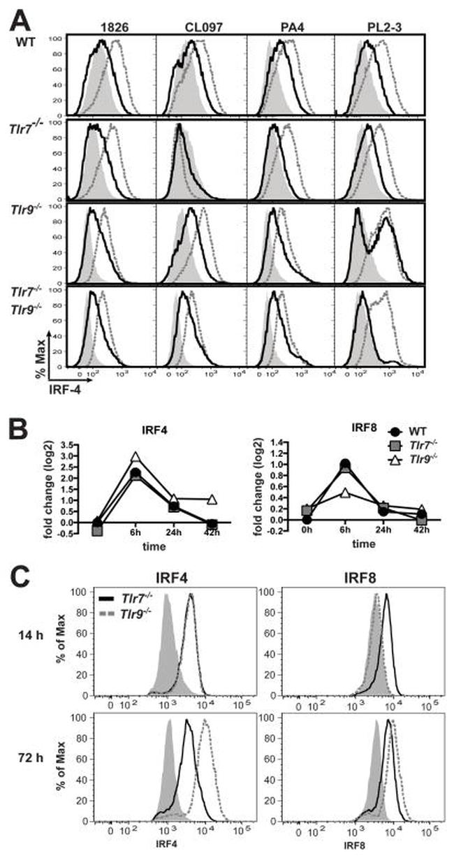 IRF4 Antibody in Flow Cytometry (Flow)