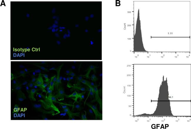 GFAP Antibody in Immunohistochemistry (IHC)