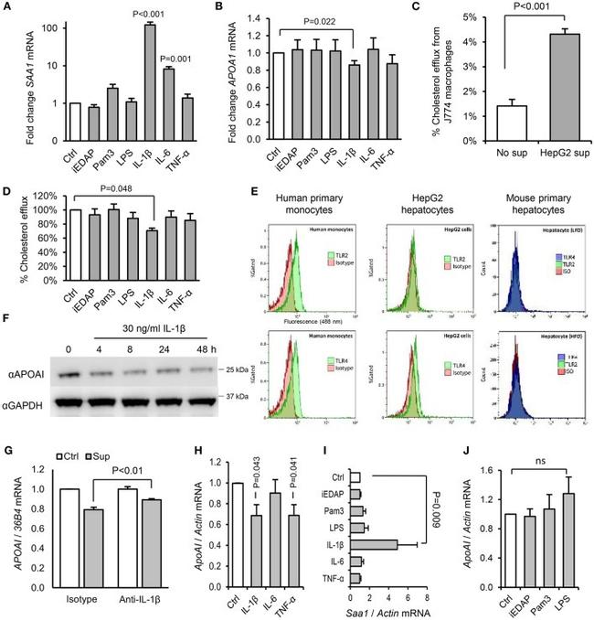 CD282 (TLR2) Antibody in Flow Cytometry (Flow)